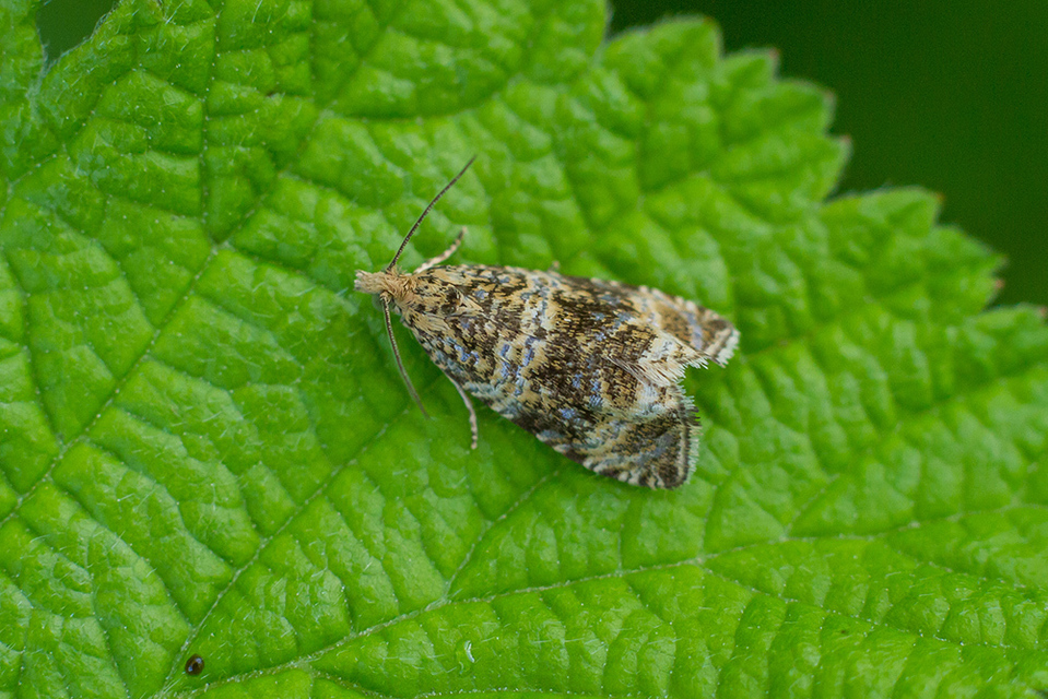 Celypha lacunana - vízparti tükrösmoly