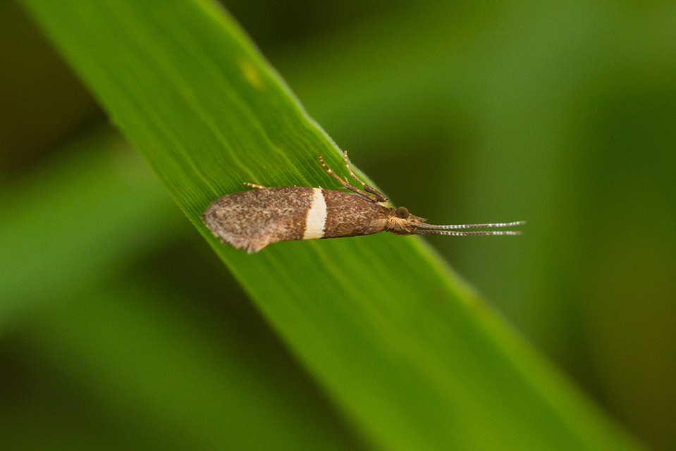 Eidophasia messingiella - kakukktormamoly
