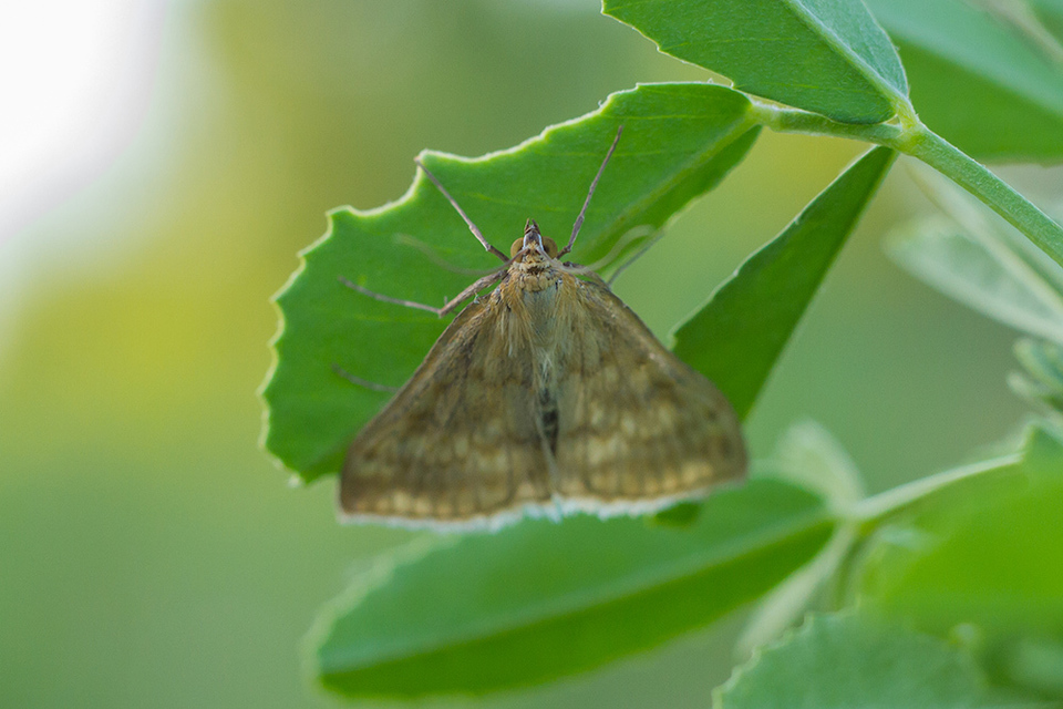 Sitochroa verticalis - világossárga dudvamoly