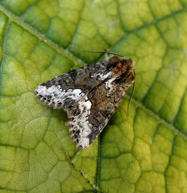Oligia strigilis - kormos dudvabagoly