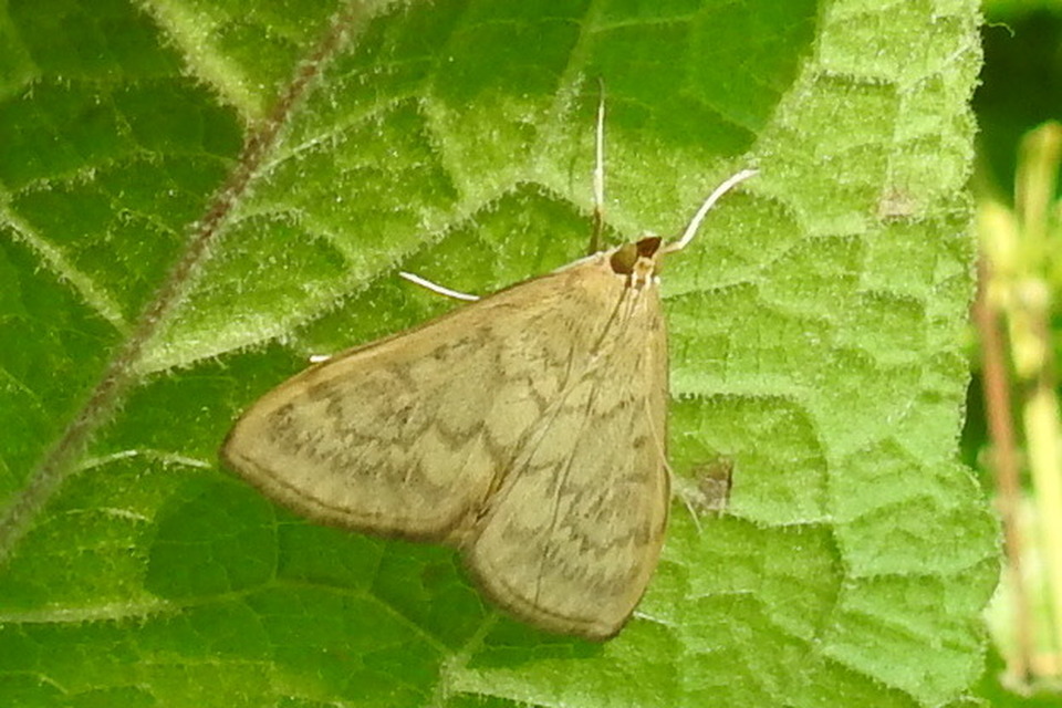 Ostrinia nubilalis - kukoricamoly