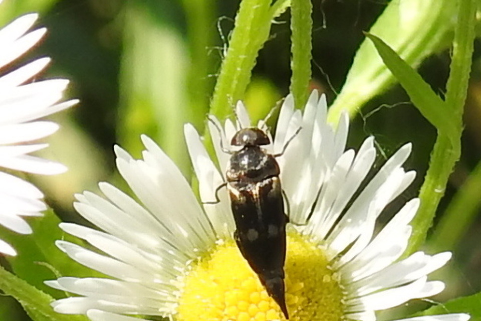 Mordellidae - marókafélék