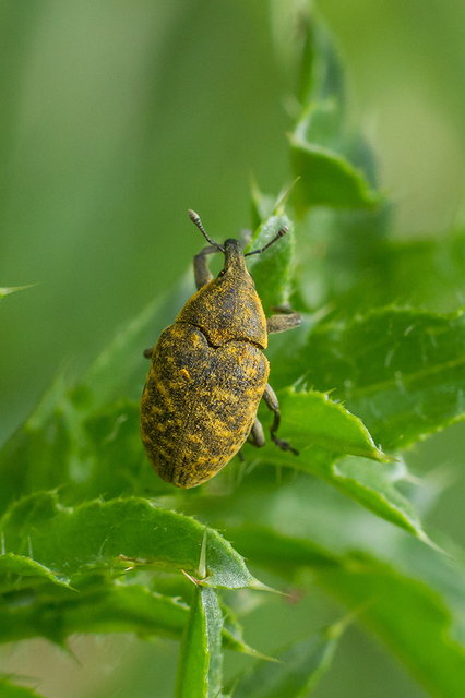 Larinus turbinatus - kúposorrú púderbarkó