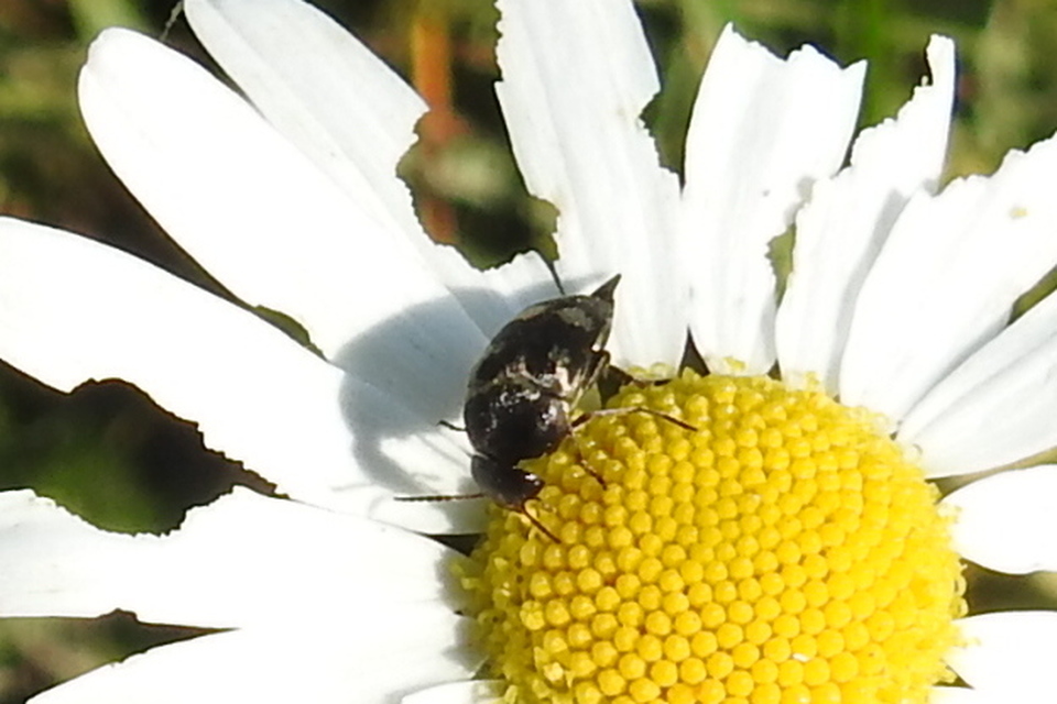 Mordellidae - marókafélék