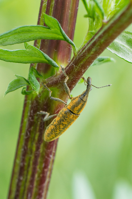 Lixus fasciculatus - nyurgalábú dudvabarkó