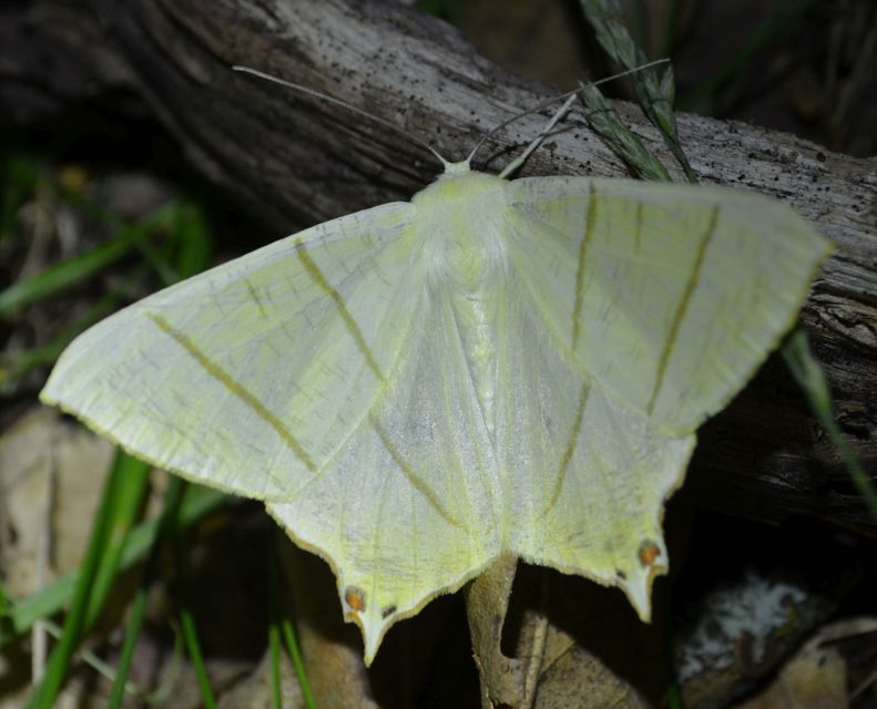 Ourapteryx sambucaria - fecskefarkú araszoló
