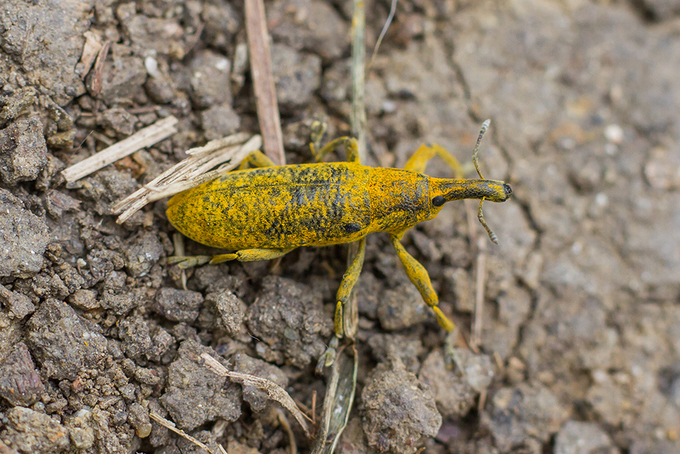 Lixus pulverulentus - mályvafúró dudvabarkó