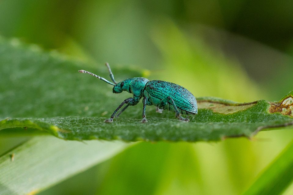 Phyllobius argentatus - ezüstös levélormányos