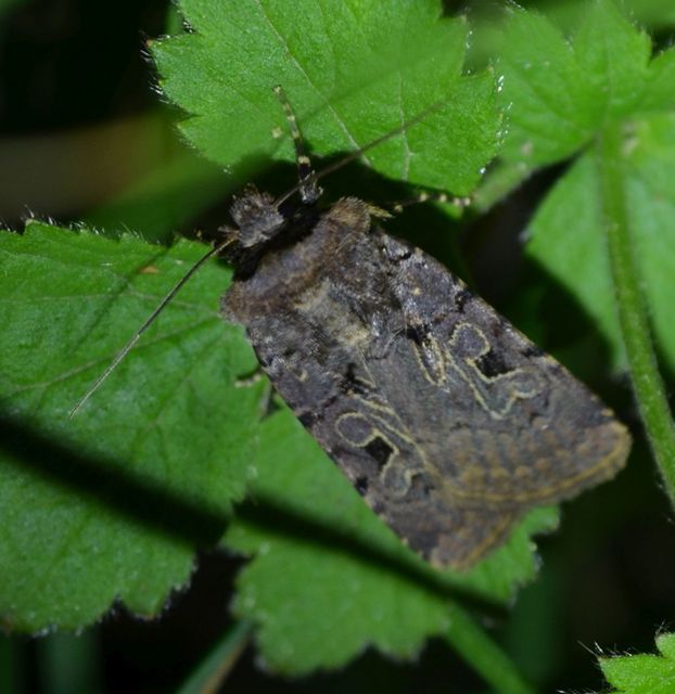 Chersotis rectangula - barna földibagoly
