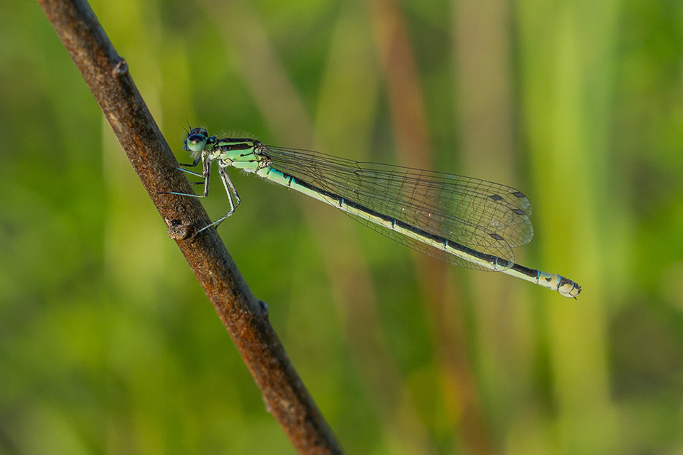 Coenagrion pulchellum - karcsú légivadász