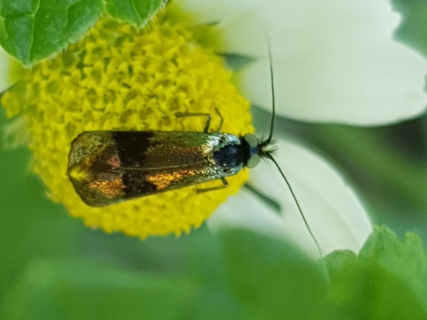 Nemophora