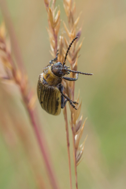 Galeruca pomonae - barna olajosbogár