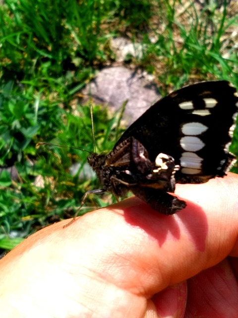 Brintesia circe - fehéröves szemeslepke