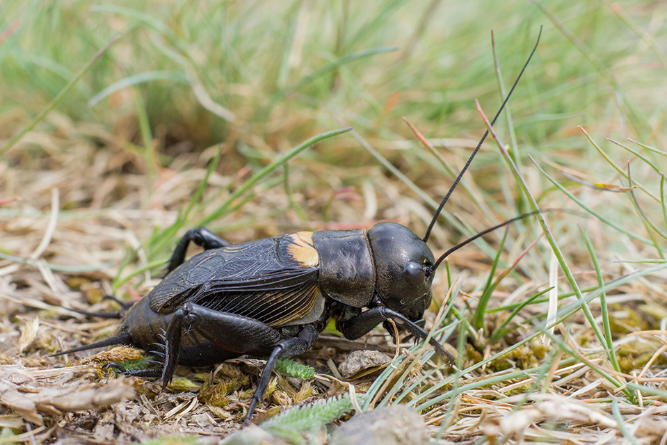 Gryllus campestris - mezei tücsök
