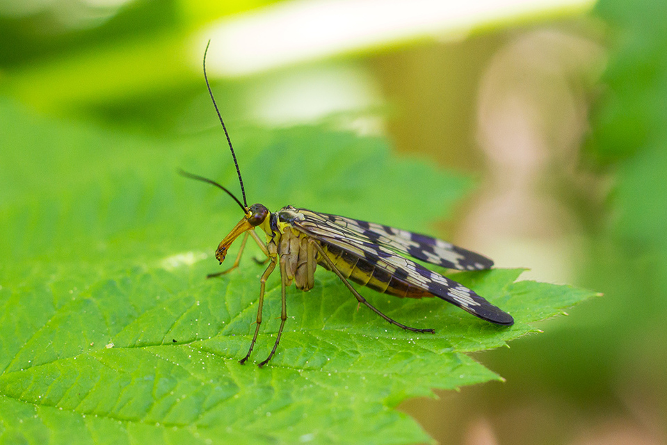Panorpa vulgaris