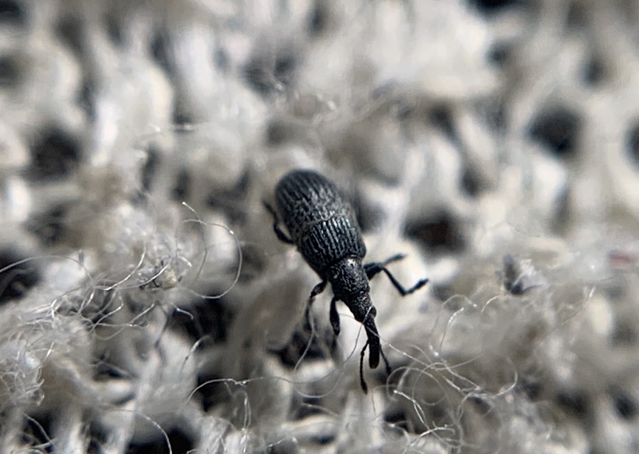 Stenopterapion meliloti - somkóró-cickányormányos