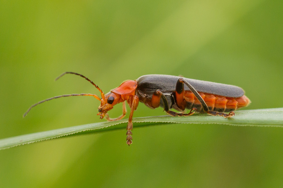 Cantharis livida - mezei lágybogár