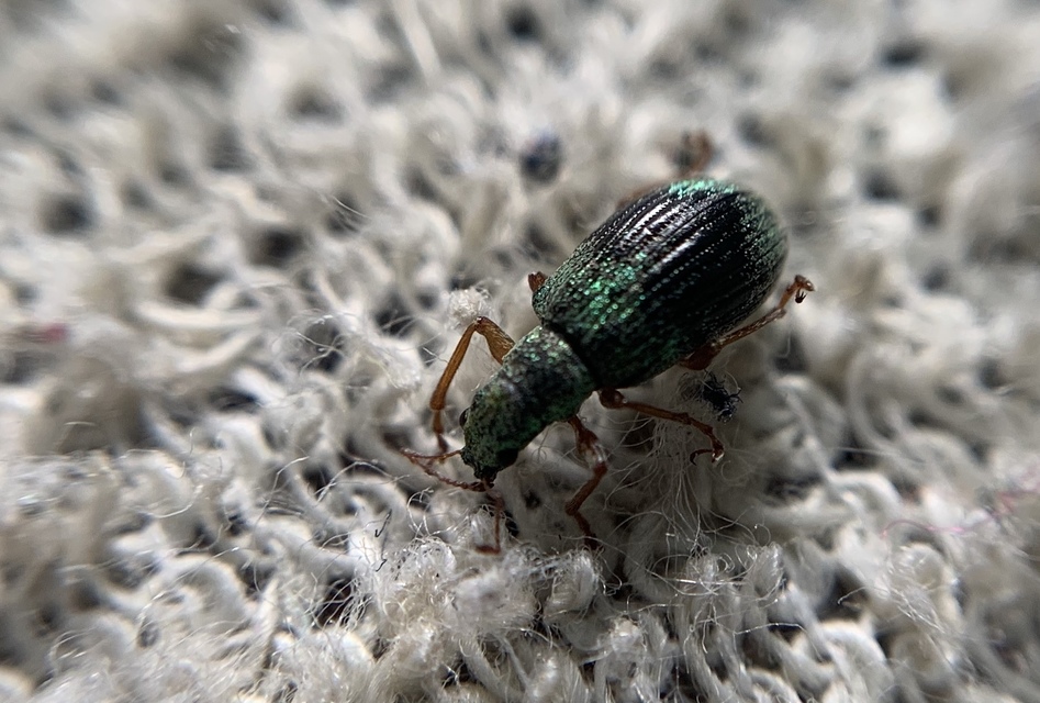 Polydrusus corruscus - kecskefűz-lombormányos