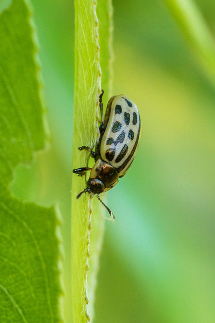 Chrysomela vigintipunctata - húszfoltos fűzlevelész Chrysomela vigintipunctata - húszfoltos fűzlevelész