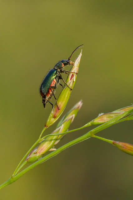 Clanoptilus