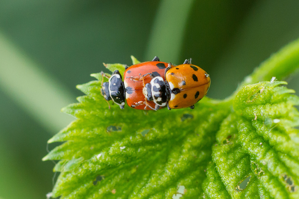 Hippodamia variegata - tizenhárompettyes katica
