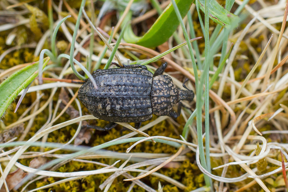 Minyops variolosus - nyugati bordásormányos