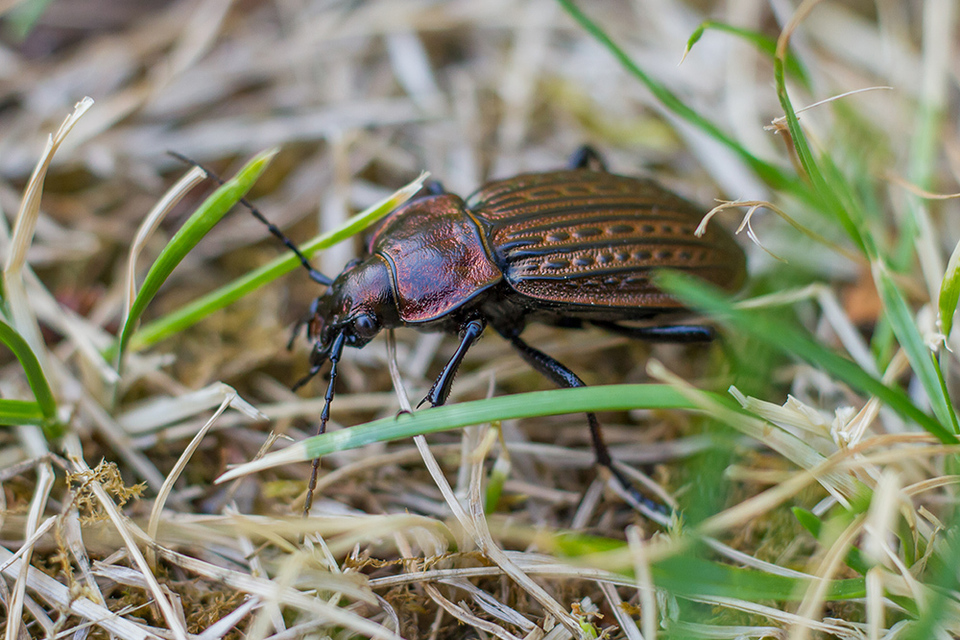 Carabus ulrichii - rezes futrinka Carabus ulrichii - rezes futrinka