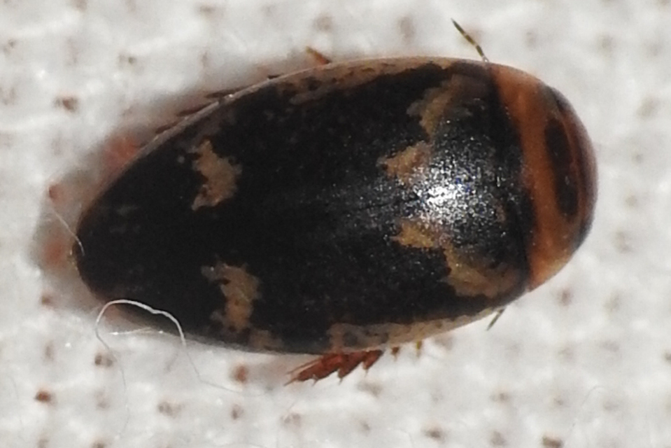 Laccophilus poecilus - tarka bukóbogár