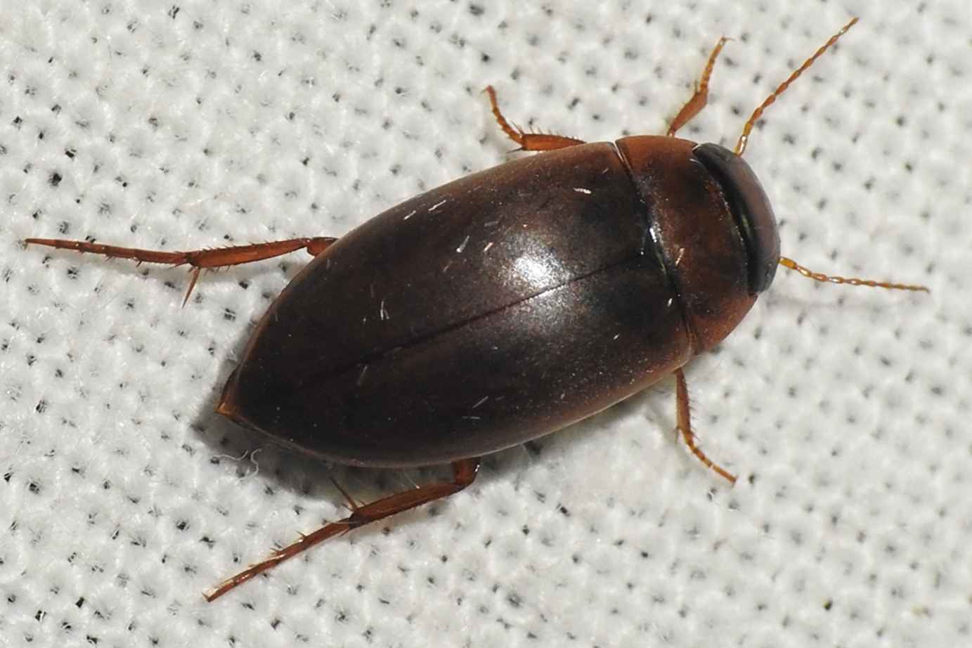 Liopterus haemorrhoidalis - rozsdás csíkbogár
