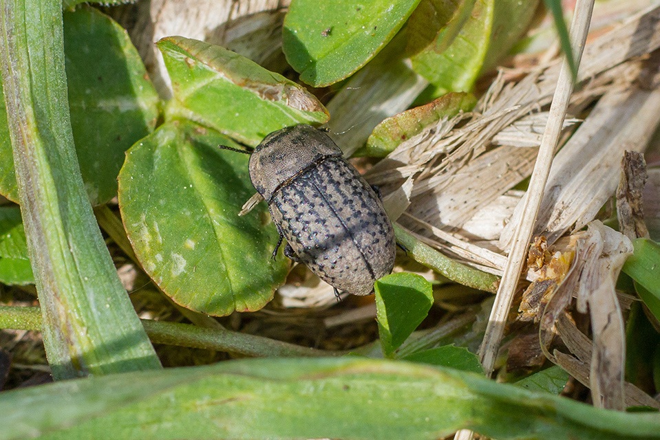 Opatrum sabulosum - sároshátú gyászbogár