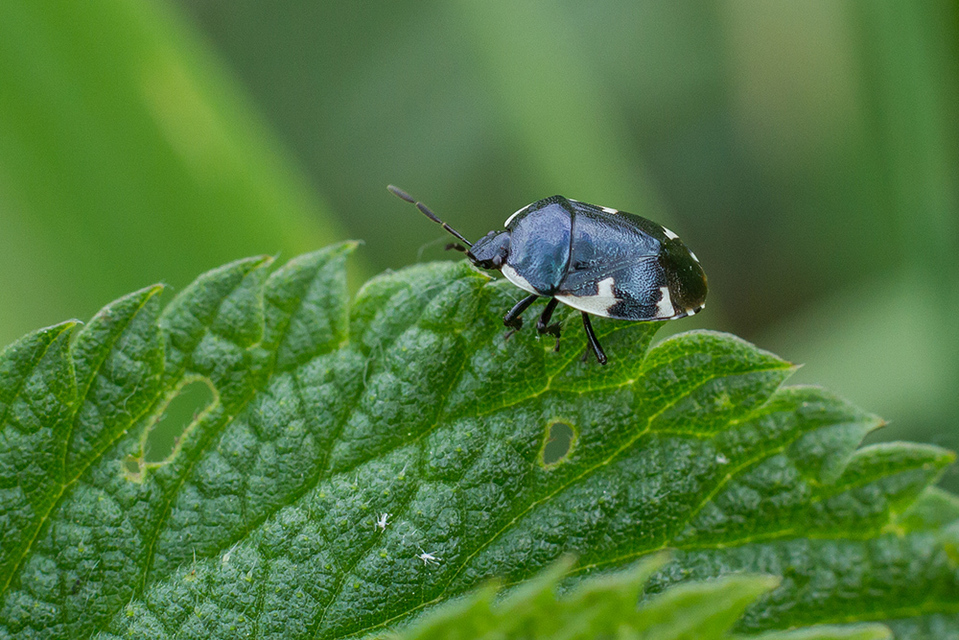 Tritomegas sexmaculatus - hatfoltos földipoloska