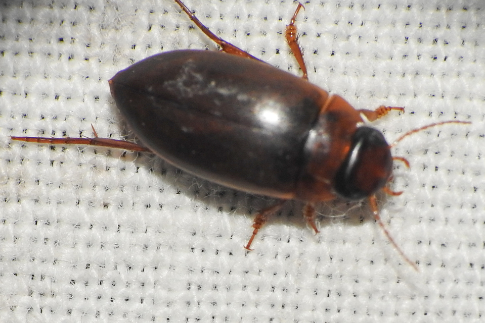 Liopterus haemorrhoidalis - rozsdás csíkbogár