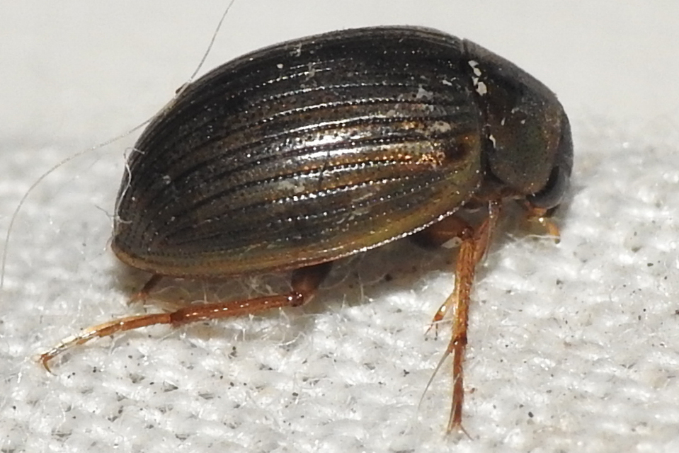 Berosus Berosus