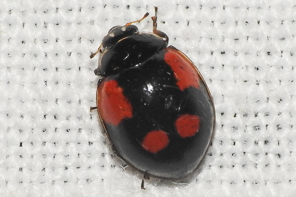 Adalia bipunctata - kétpettyes katica