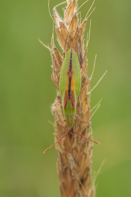 Myrmus miriformis - kurtaszárnyú karimáspoloska