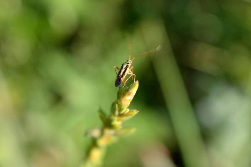 Stenotus binotatus - kétfoltos mezeipoloska
