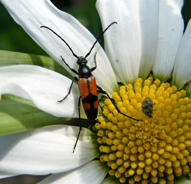 Stenurella bifasciata - kétöves karcsúcincér