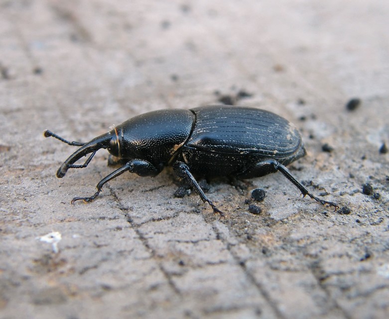 Sphenophorus