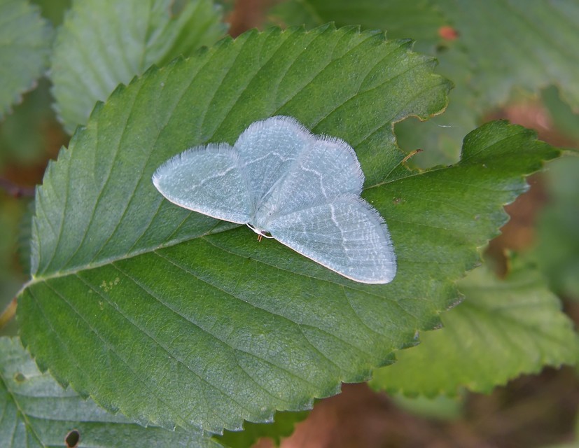 Phaiogramma etruscaria - fehérpettyes zöldaraszoló