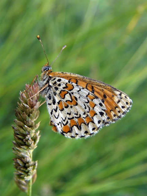 Melitaea trivia - kis tarkalepke