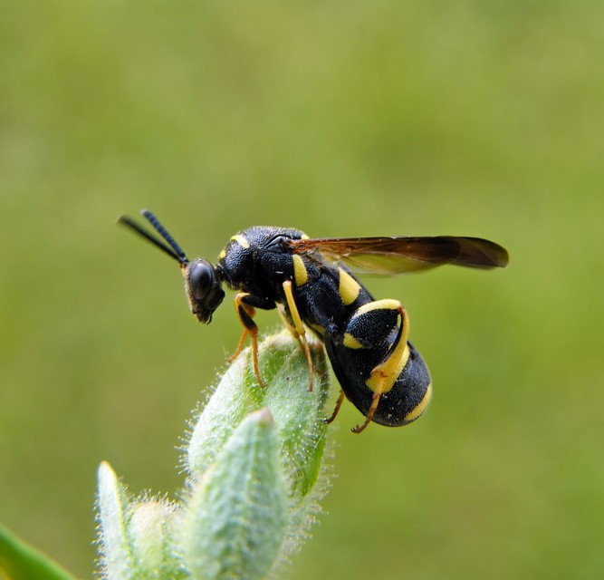 Leucospis