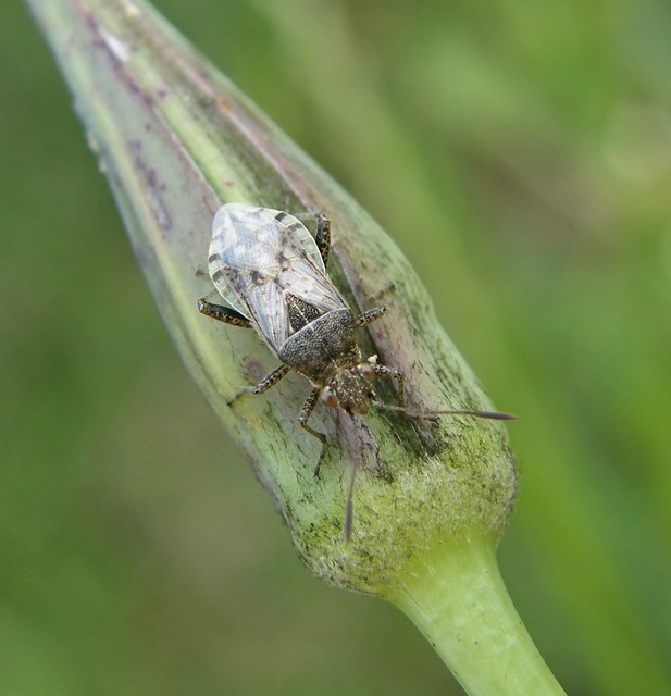 Rhopalidae - üvegpoloskák