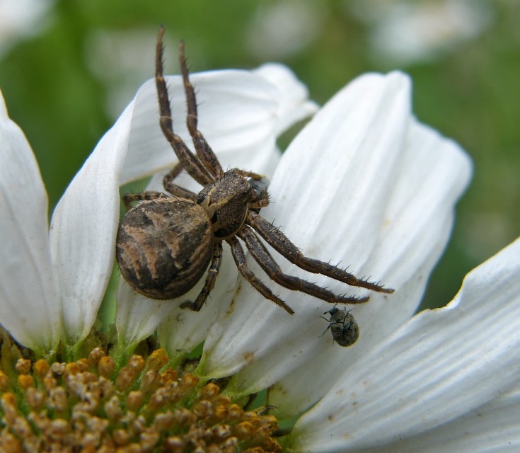 Xysticus