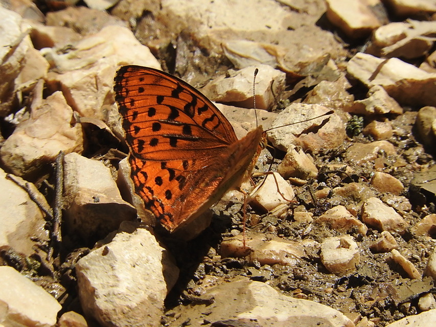 Argynnis adippe - ezüstös gyöngyházlepke