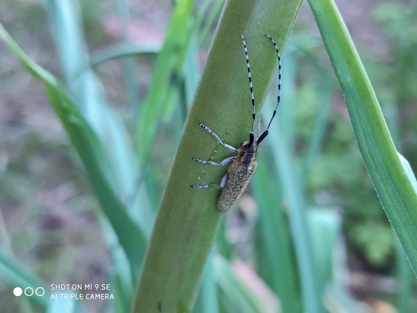 Agapanthia villosoviridescens - fehérgyűrűs bogáncscincér
