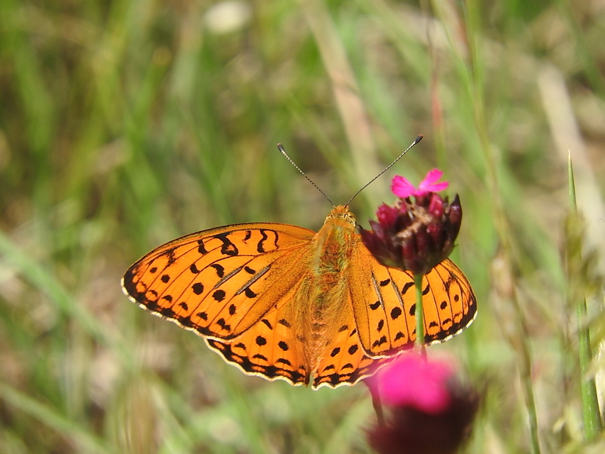 Argynnis adippe - ezüstös gyöngyházlepke