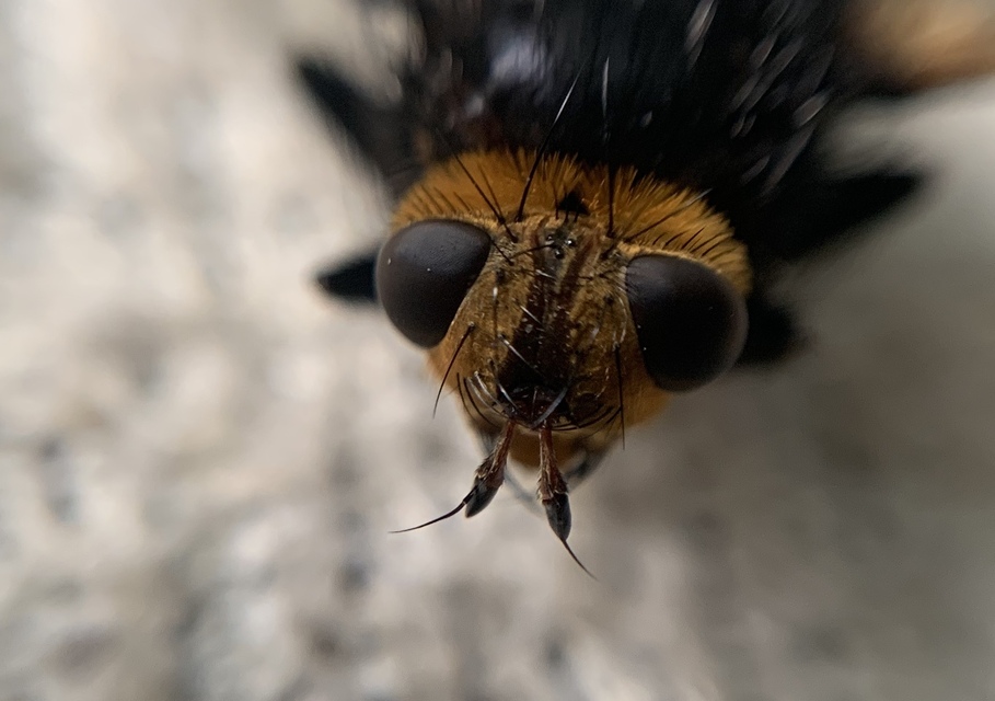 Tachina grossa - óriás fürkészlégy