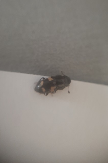 Glischrochilus quadrisignatus - amerikai fénybogár Glischrochilus quadrisignatus - amerikai fénybogár