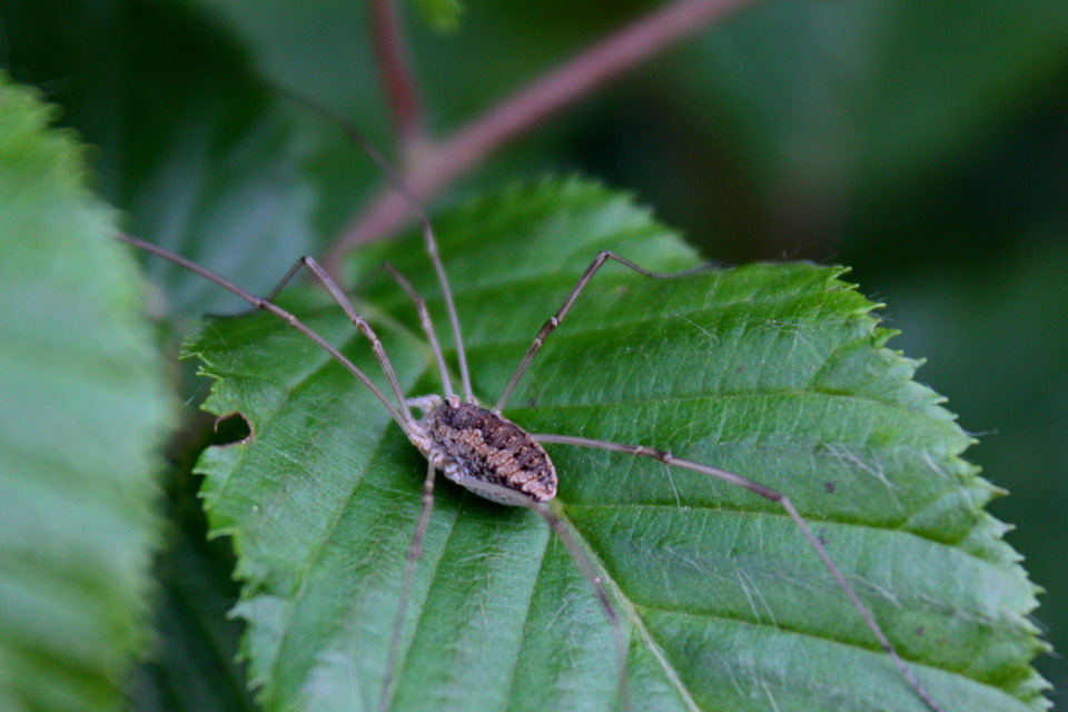 Rilaena triangularis