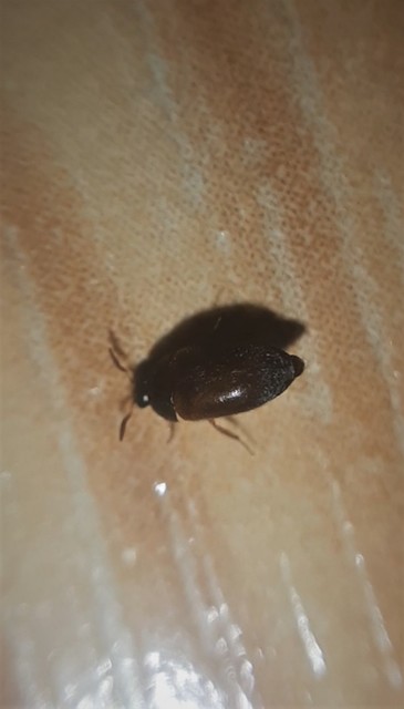 Attagenus smirnovi - afrikai szűcsbogár
